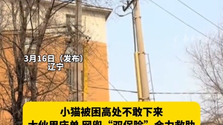 小猫被困高处不敢下来，大伙用床单、网兜“双保险”合力救助