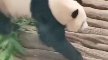 旅卡塔尔大熊猫“京京”“四海”近况视频