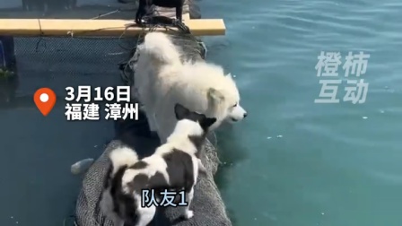 “飘洋过海来骂你”的后续来了，耶耶多了两个队友