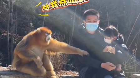 “猴”有礼貌！爸爸带女儿在路边坐着，遇到一只金丝猴