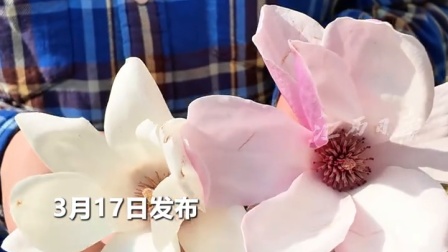 江西常见春花1分钟教你识别玉兰花花语“友谊长存”