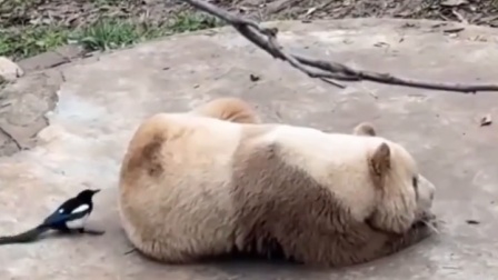 喜鹊组团拔毛筑巢，熊猫七仔却全程气定神闲
