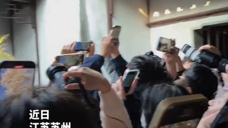 艺圃玉兰树下的一只小猫成“春日顶流”