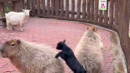 小羊非要骑卡皮巴拉