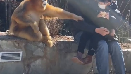 爸爸带女儿遇到一只超有礼貌的金丝猴 不抢不闹吃完继续伸手要