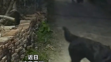 男子自费近3万元 ，为村里装50盏太阳能路灯