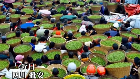 雅安春茶开市名场面！人潮涌动如荷叶，又似抹茶小蛋糕