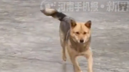 小狗受伤被全家细心照顾，痊愈后仍然装瘸骗疼爱