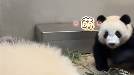 被香港大熊猫的连环亲亲甜晕了