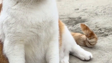 怎么都成小猪咪了