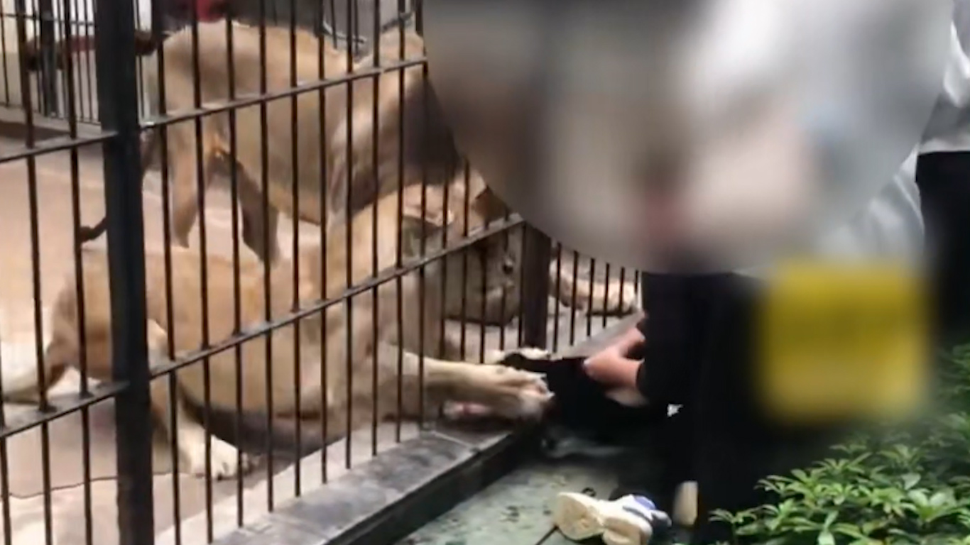 女孩公园投喂狮子遭拖拽