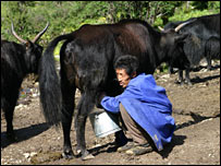 A man milking a dri