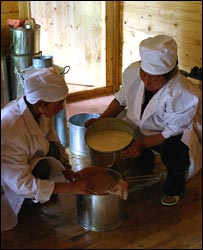 Two workers making the cheese