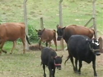 Ebony girl in a hot outdoor scene gets her pussy and ass