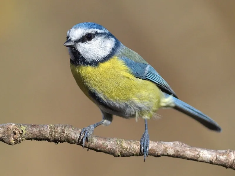 Eurasian blue tit (Cyanistes caeruleus)