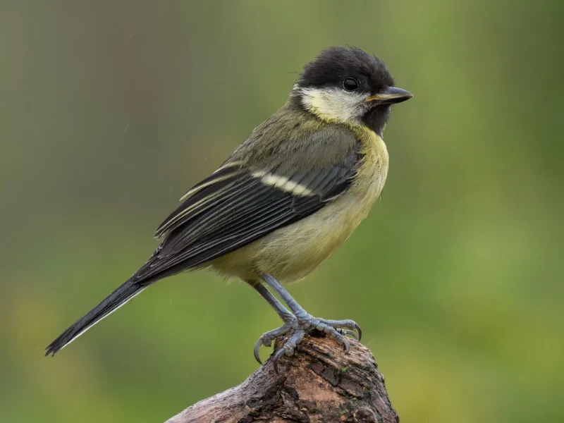 juvenile great tit