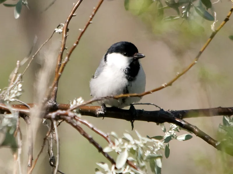 Turkestan tit (Parus bokharensis)