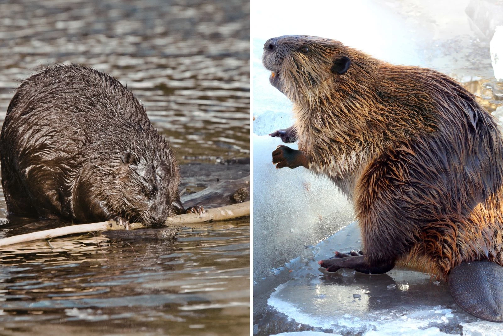 Motor City Meets Its New Furry Crew
