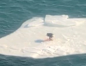 Eagle Chows Down Floating on Iceberg in Detroit River