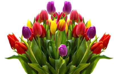 A bunch of assorted coloured tulips